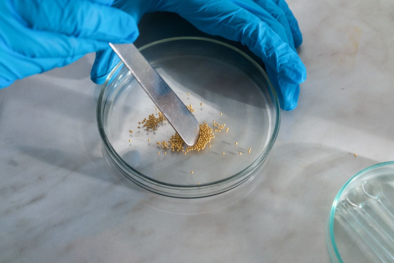 Close-up of a scientist using a spatula to transfer granules into a petri dish with gloves on.